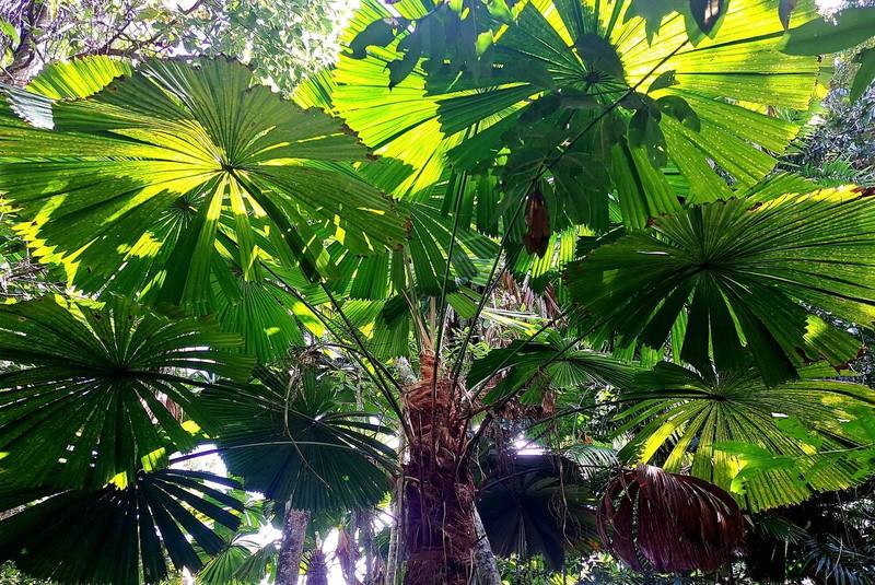 amazons ferns