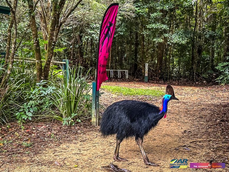 A Cassowary visits an Amazons checkpoint